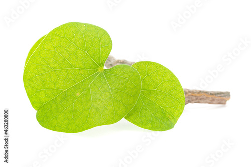 Macro closeup of organic Gulvel or Giloy or Tinospora cordifolia herb (Heart-leaved moonseed, guduchi, giloy, crispa) fresh green leaf and stem isolated over white background photo