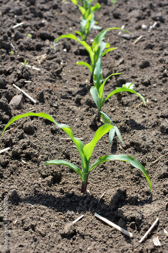 Sprouts of young corn sprouted on the farm field