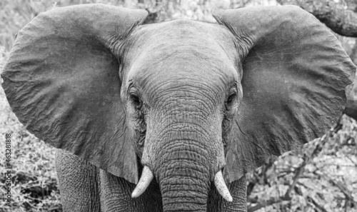 Elephant watching