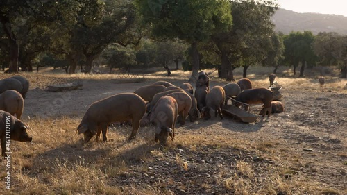 Black Iberian pigs grazing through the oak trees in the grassland of Extremadura, Spain dehesa landscape. Spanish hogs eating acorn in field. Pig herd pasturing in a yellow meadow-Dan photo
