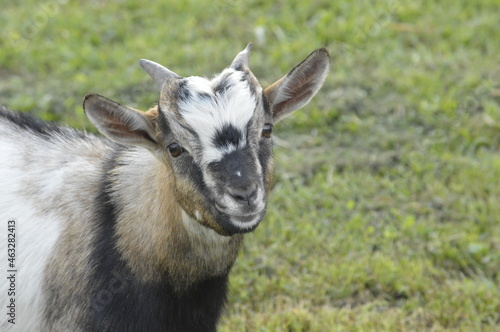 Fototapeta Naklejka Na Ścianę i Meble -  Portrait of a young goat on a meadow 