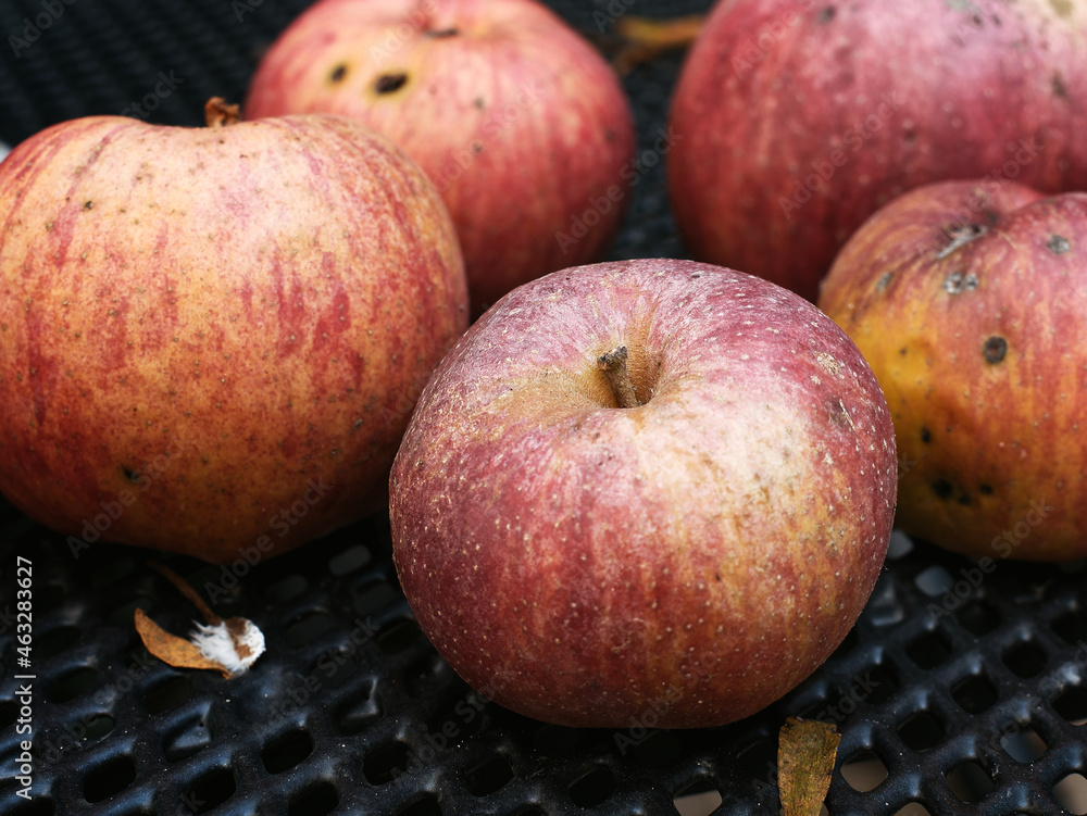 Fall fruit apples on a garden table Fall fruit apples on a garden table