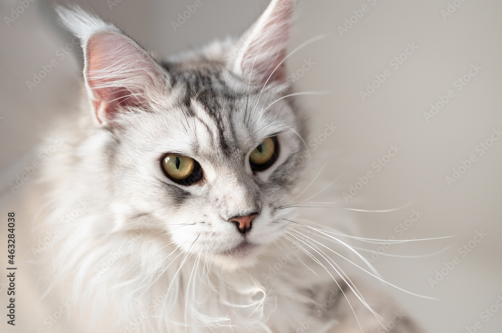 Silver colored fluffy maine coon cat looking to the camera seriously