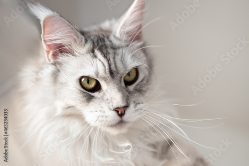 Silver colored fluffy maine coon cat looking to the camera seriously © ilyaska