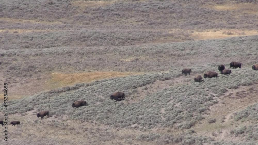 Herd of Bison in Yellowstone in Fall Herd of Bison in Yellowstone in Fall