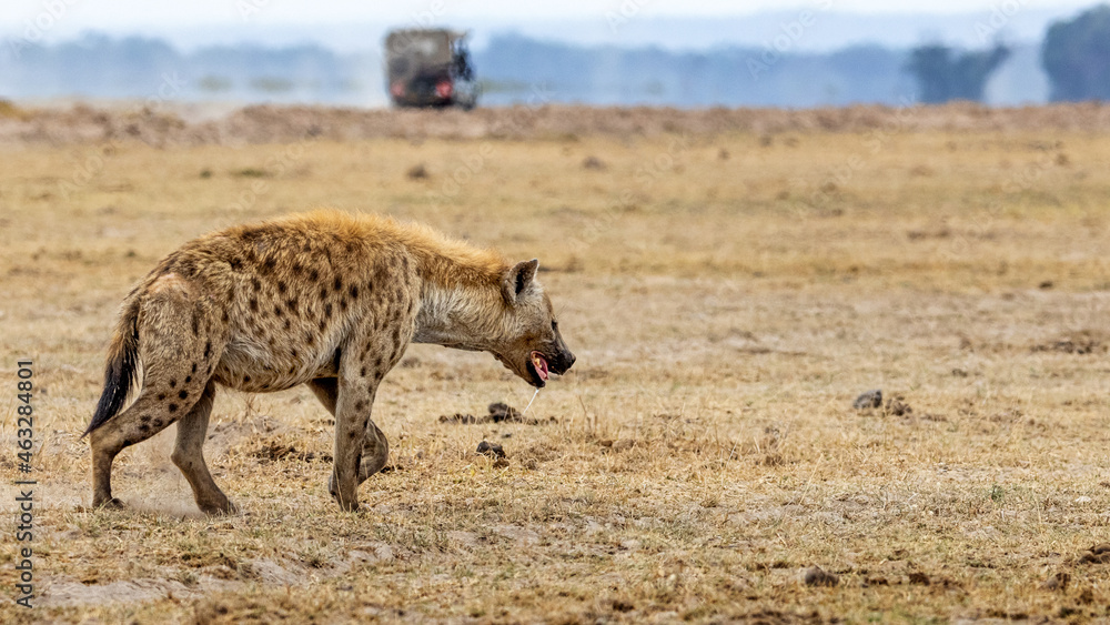 Hyena Walking in Amboseli Park Kenya Africa Hyena Walking in Amboseli Park Kenya Africa