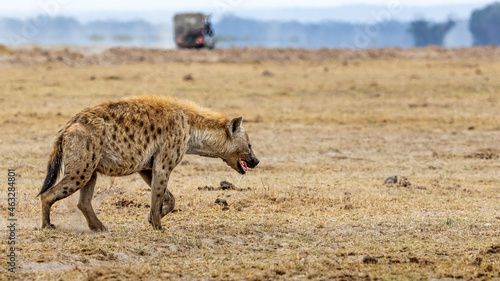 Фотография Hyena Walking in Amboseli Park Kenya Africa