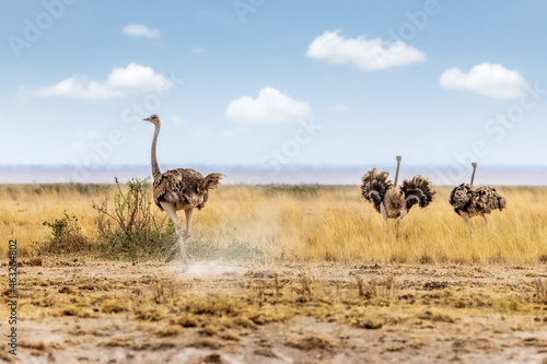 Masai Ostrich in Kenya Africa