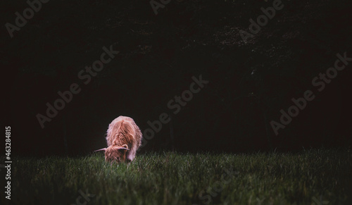 Foto Highland Cow Grazing