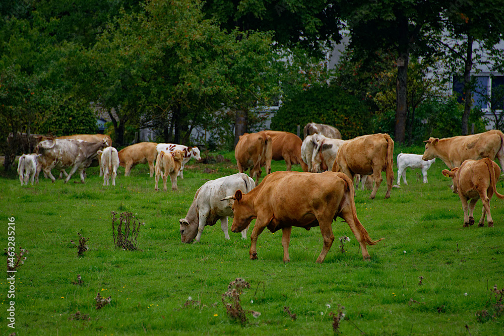 White and brown cows graze in a meadow and eat grass, Latvia.