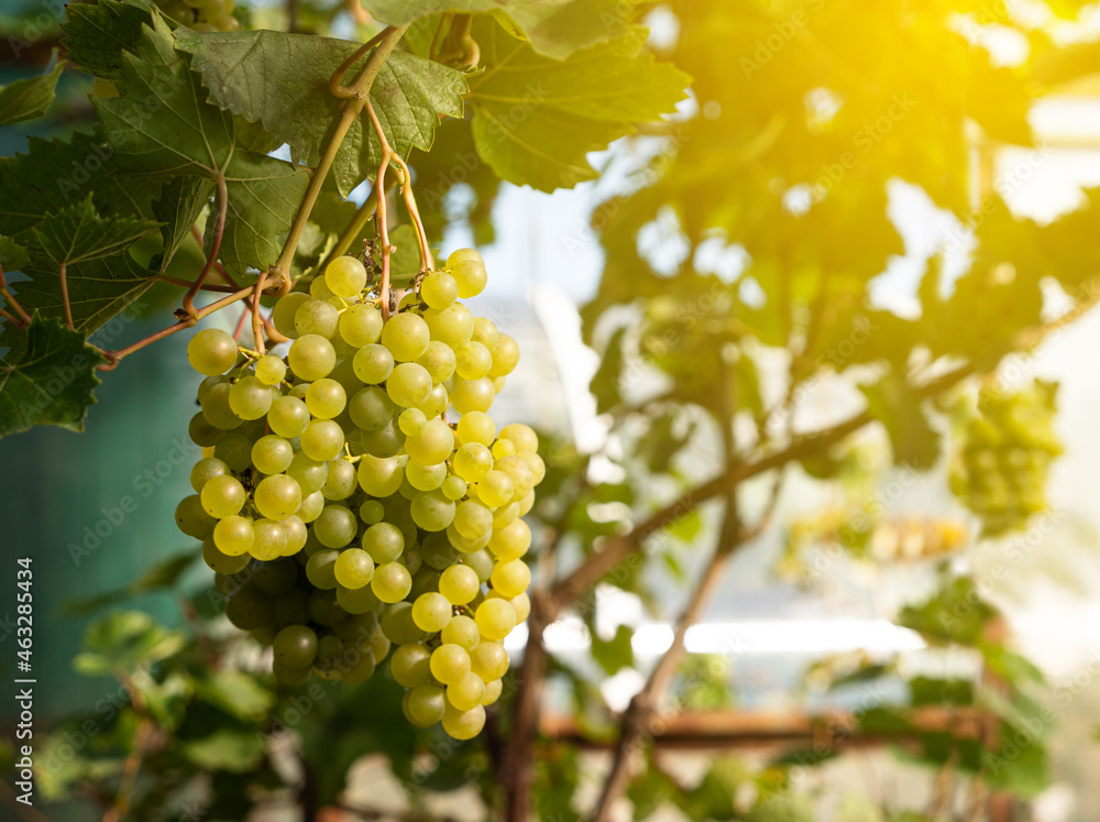 Bunches of green grapes hanging and growing on vineyards
