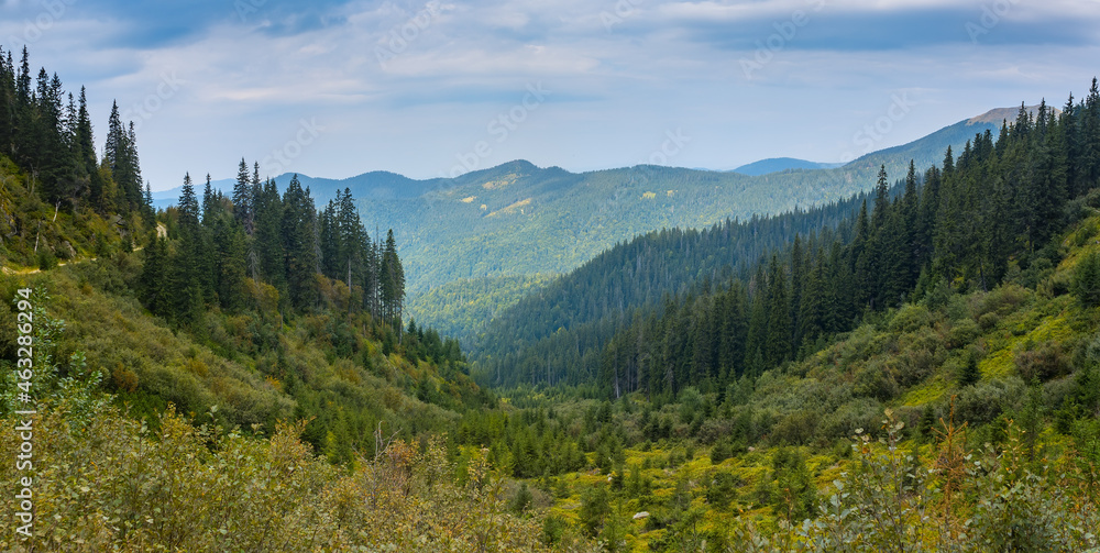 Panorama mountain landscape in early autumn. Coniferous forest on the slopes of the mountains