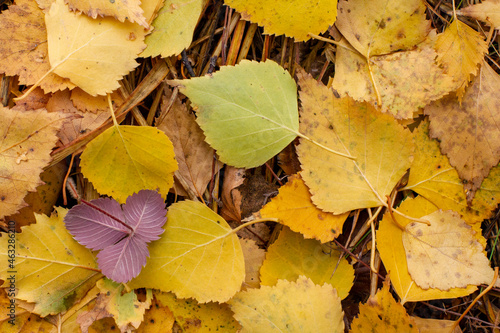 Autumn wild forest strawberry leaves against the background of fallen birch leaves.