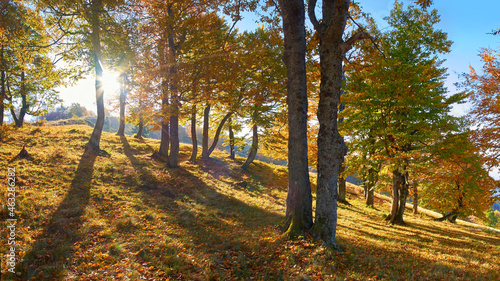 Fototapeta Naklejka Na Ścianę i Meble -  Sunny autumn morning among the mountain beeches. Long shadows from trees. Golden autumn in the Carpathians. Fabulous atmosphere