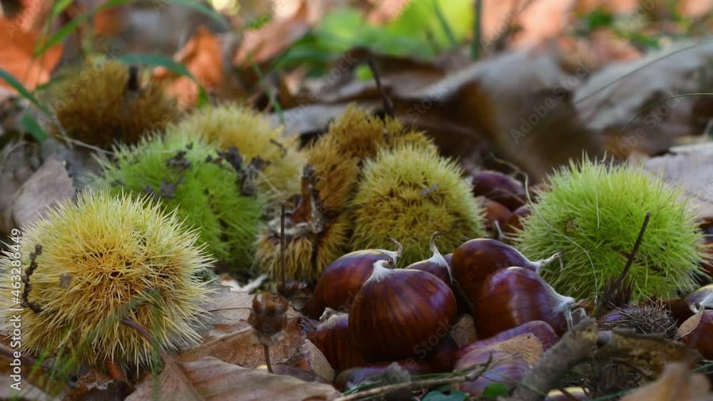 Autumn season, chestnut harvest time. Typical fresh autumn fruits. Autumn season, chestnut harvest time. Typical fresh autumn fruits.
