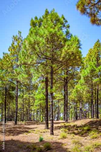Pine tree wood in El Hierro Island
