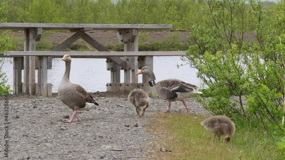 Family of greylag goose at Thingvellir National Park, Iceland, Europe Family of greylag goose at Thingvellir National Park, Iceland, Europe