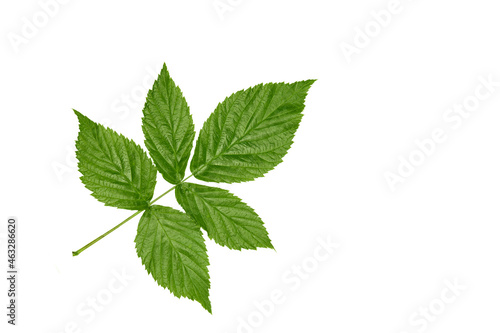 green leaves isolated