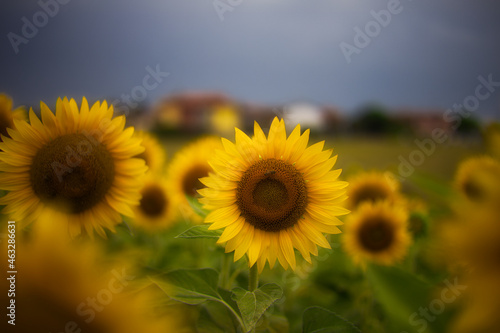 field of sunflowers