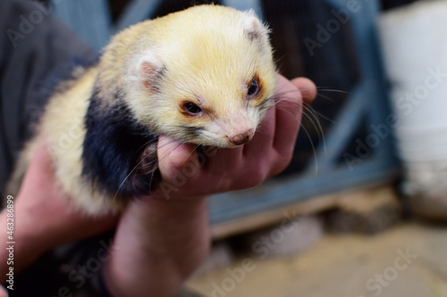 The domestic ferret has just eaten and is lying lazily in the owner's arms. The ferret was fed and shown to the visitors of the petting petting zoo, and the children were introduced to the ferret.