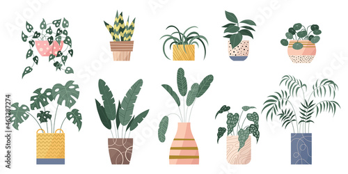 Cozy and elegant modern home garden plants in stylish flowerpots collection. Flat set of most popular houseplants with green leaves. Beautiful home decor plants set with trendy pots and vases. Vector.