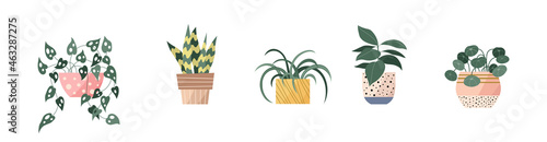 Cozy and elegant modern home garden plants in stylish pots. Flat set of hygge houseplants with green leaves like monstera, snake plant, spider plant, fiddle ficus, chinese money plant. Vector icons.
