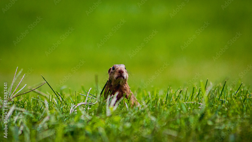 Obraz premium 13 Lined Ground Squirrel in the Grass