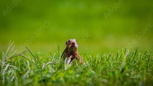 13 Lined Ground Squirrel in the Grass