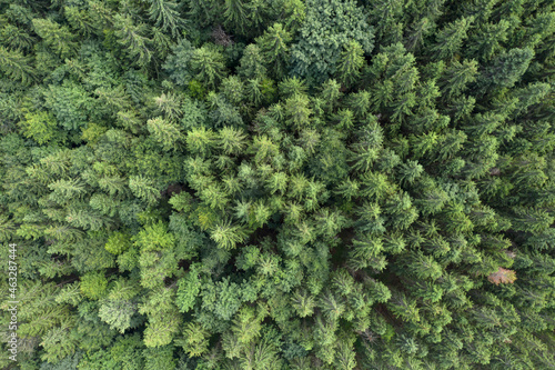 Top view of centuries old Carpathian forest trees, Drone photography. aerial view.  © vadim_fl