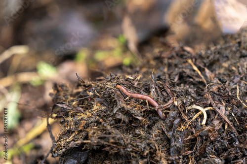 Landscape of red worms in the compos