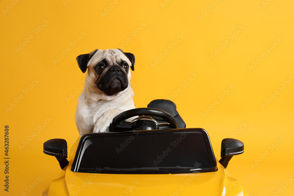 Adorable pug dog in toy car on yellow background - obrazy, fototapety, plakaty 