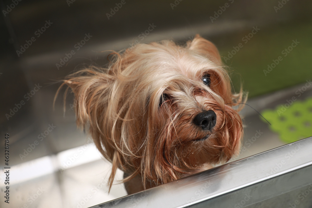 Cute little dog in bathtub at grooming salon Cute little dog in bathtub at grooming salon
