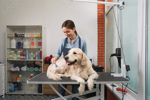 Quadro su tela Professional groomer brushing fur of cute dog in pet beauty salon