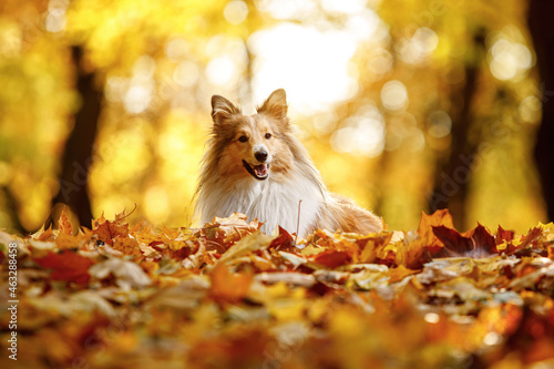 Dog in the yellow and orange leaves in autumn in the park. Pet for a walk. Sheltie - Shetland sheepdog.