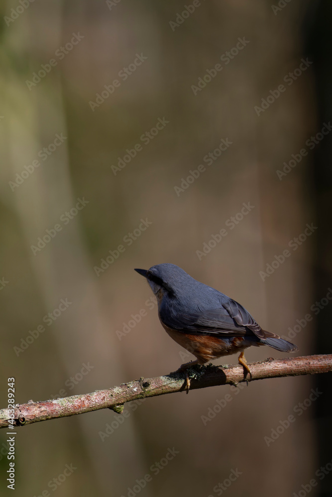 sitta europeae European nuthatch perched in close view sitta europeae European nuthatch perched in close view