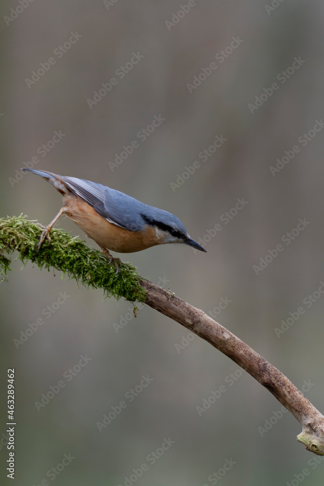 sitta europeae European nuthatch perched in close view sitta europeae European nuthatch perched in close view