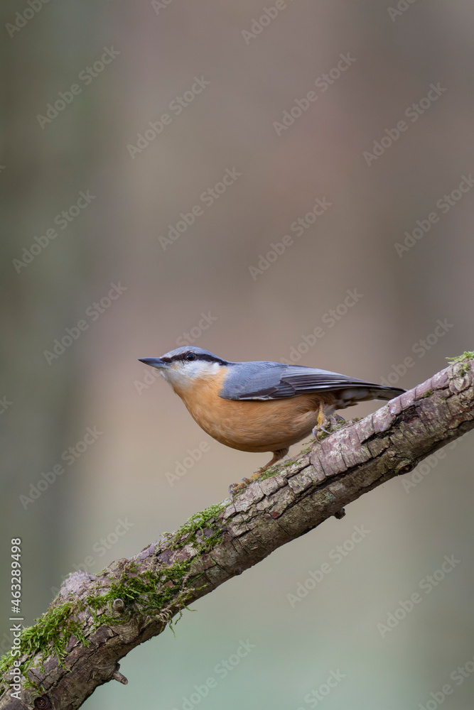 sitta europeae European nuthatch perched in close view sitta europeae European nuthatch perched in close view