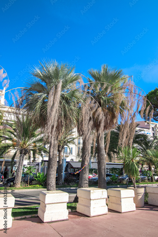 Fototapeta premium palm trees in the city
