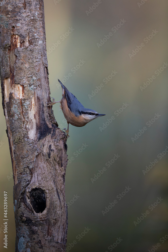 sitta europeae European nuthatch perched in close view sitta europeae European nuthatch perched in close view