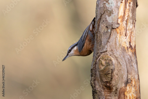 sitta europeae European nuthatch perched in close view