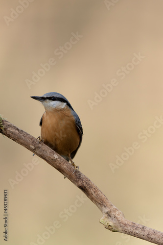 sitta europeae European nuthatch perched in close view