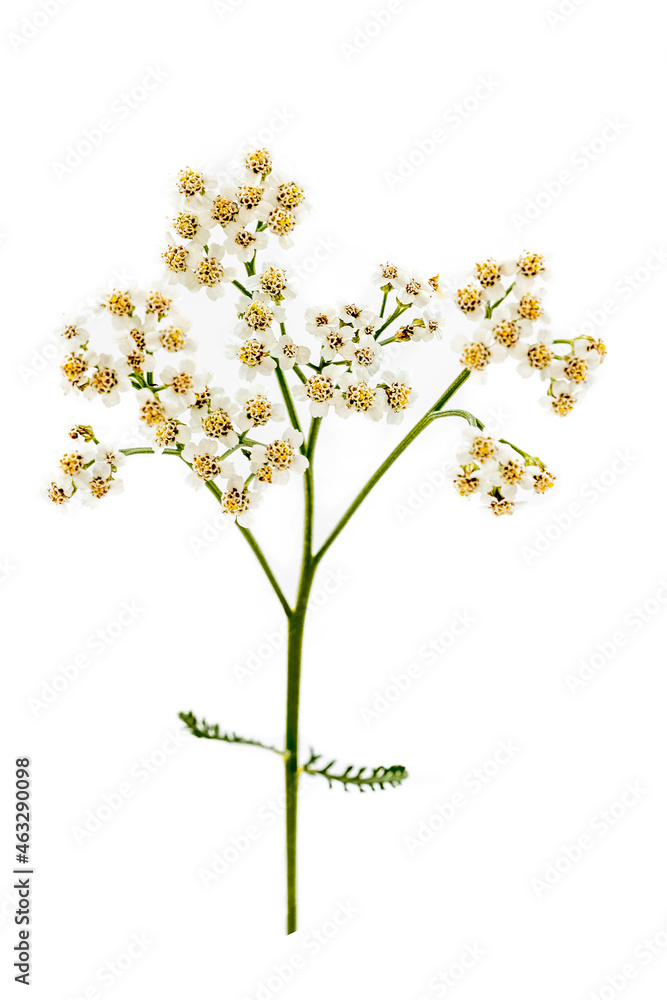 Achillea millefolium Medicinal plant- healthcare and medicinal