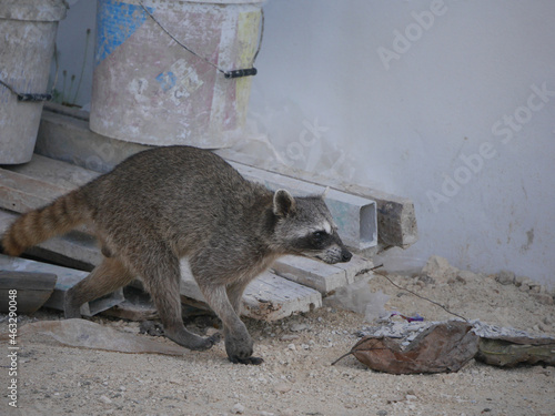 Selective of a raccoon in a construction site photo