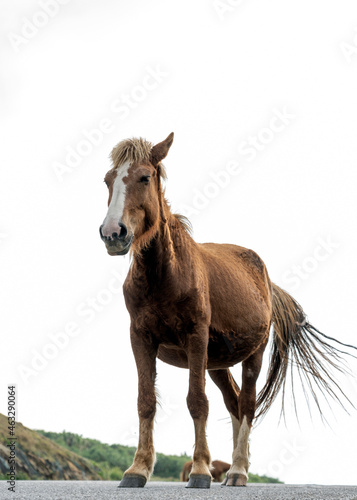 Yonaguni horse  Equus ferus caballus  a critically-endangered Japanese breed of small horse native to Yonaguni island  Japan