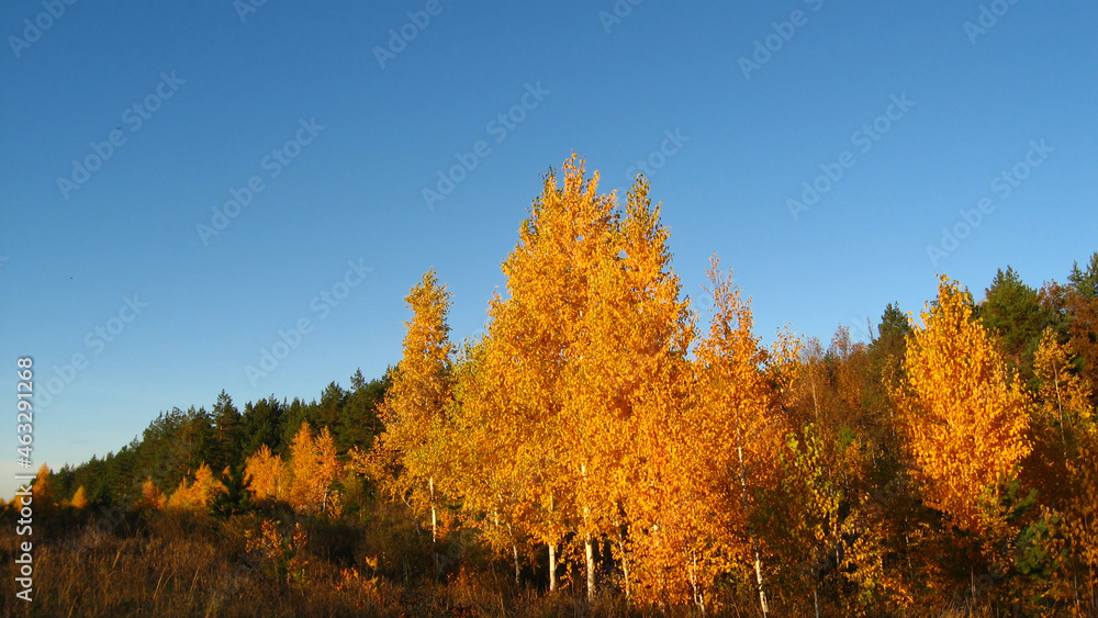 Fototapeta premium Autumn. Yellow and green trees on blue sky background