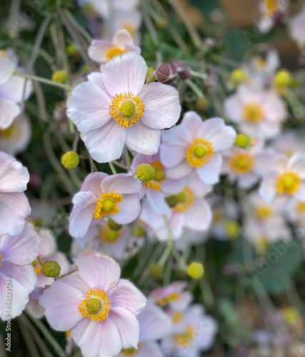 Japanese anemones pink flowers