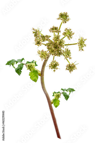 Angelica Angelica archangelica medicinal and culinary plant