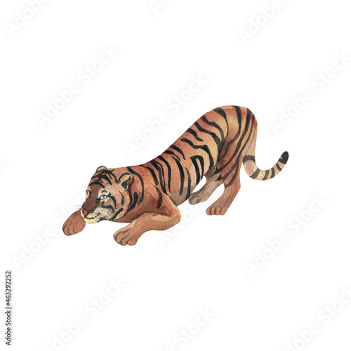 Tiger. Watercolour. Hand-drawn illustration. © Natalij