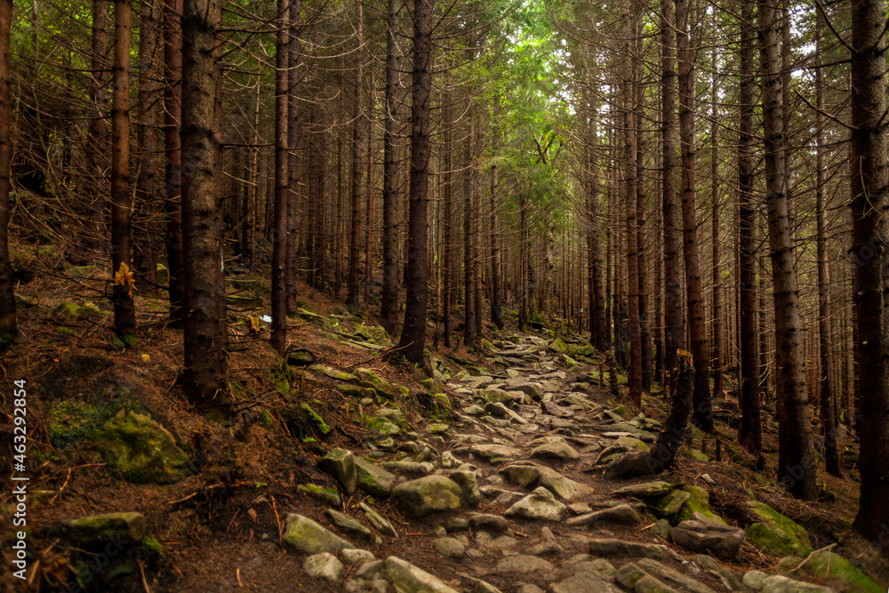Naklejka premium A stone trail in the pine forest, Carpathian mountains, Ukraine