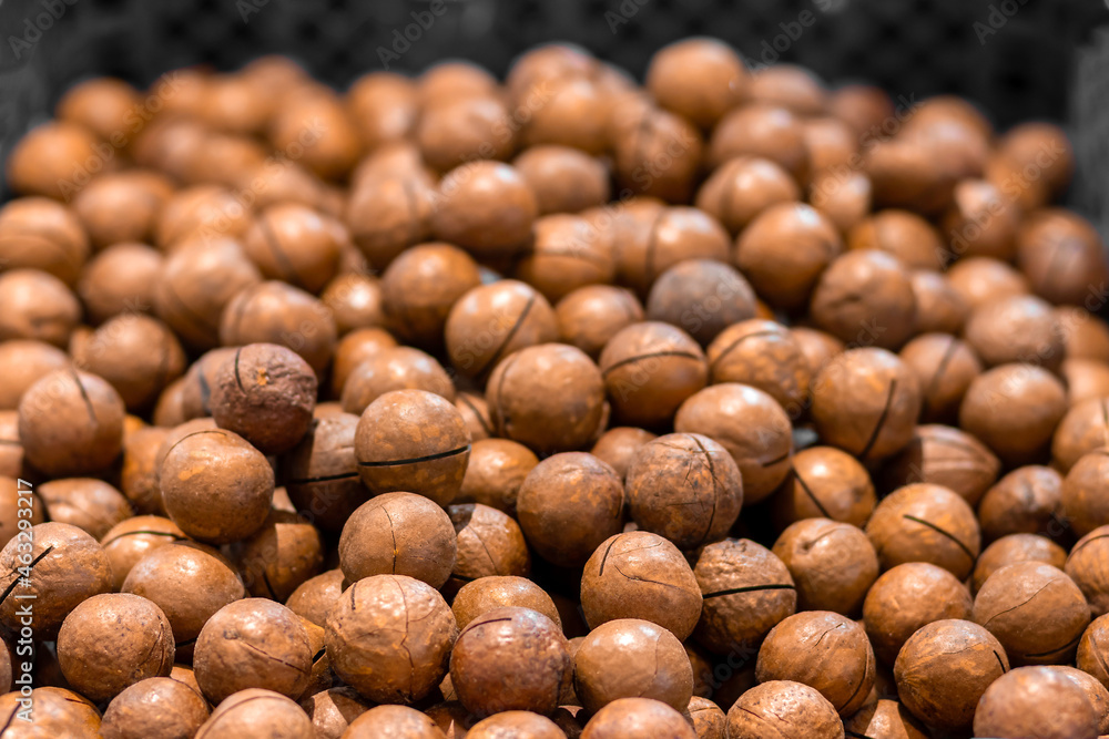 texture of walnut or macadamia nuts with shell texture of walnut or macadamia nuts with shell